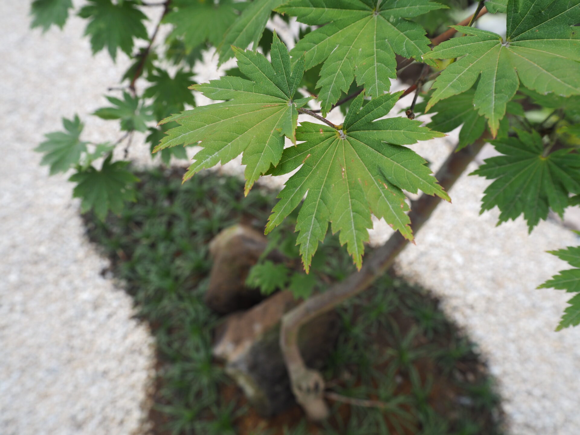 鴻巣市のスタイリッシュ&ジャパニーズモダンな雰囲気のオープン外構の植栽