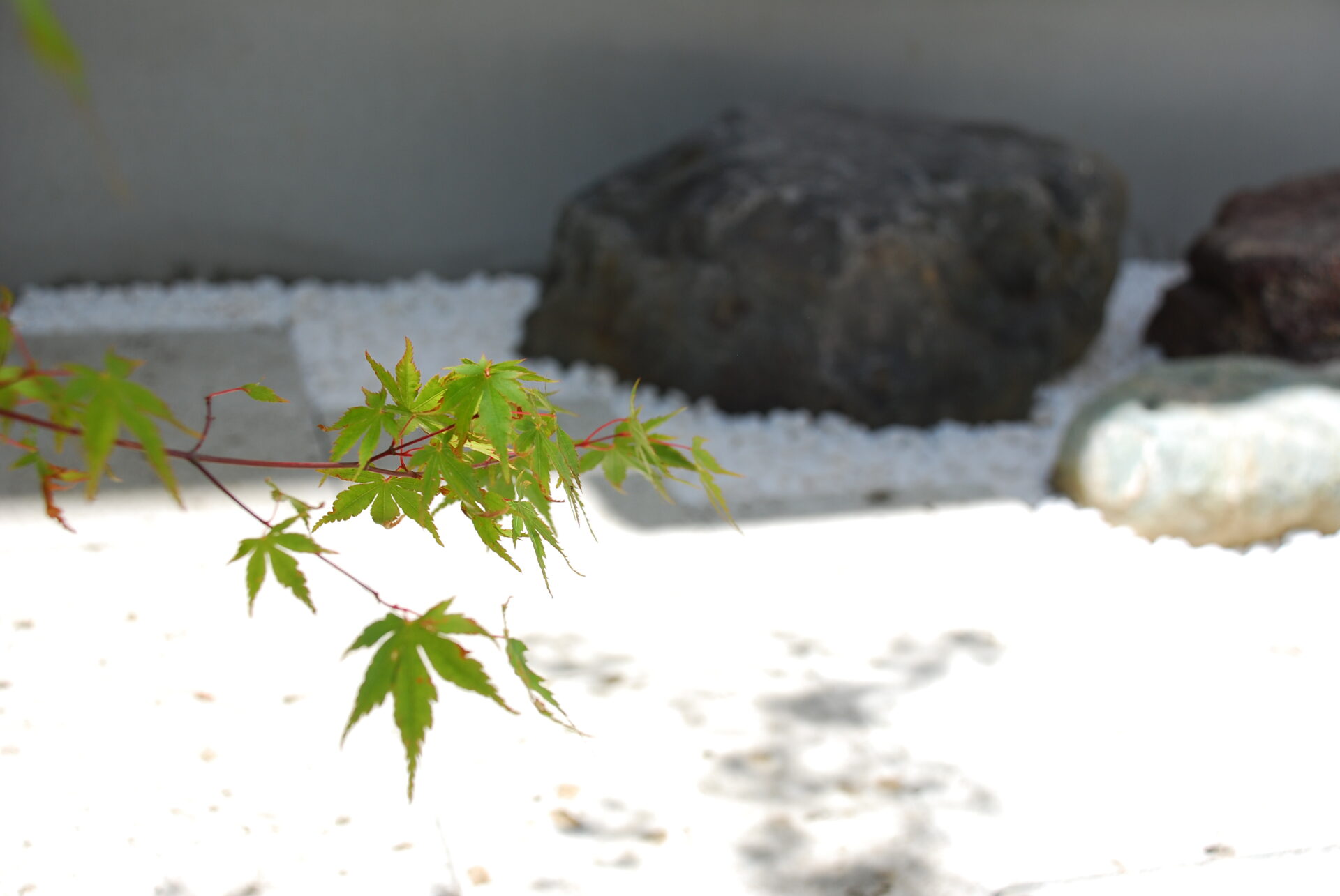 加須市の真白い壁と直線デザイン、植栽が美しい家を引き立てるシンプルを極めたオープン外構の和庭
