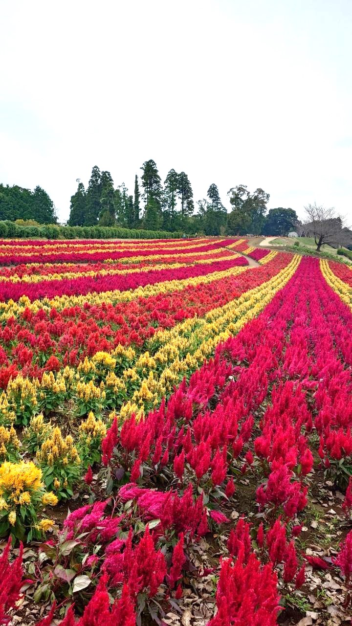 東京ドイツ村のケイトウ