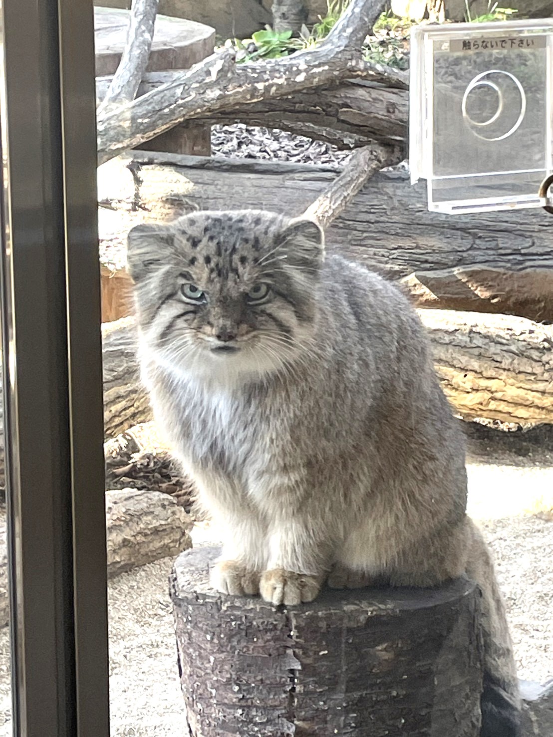 那須どうぶつ王国のマヌルネコ