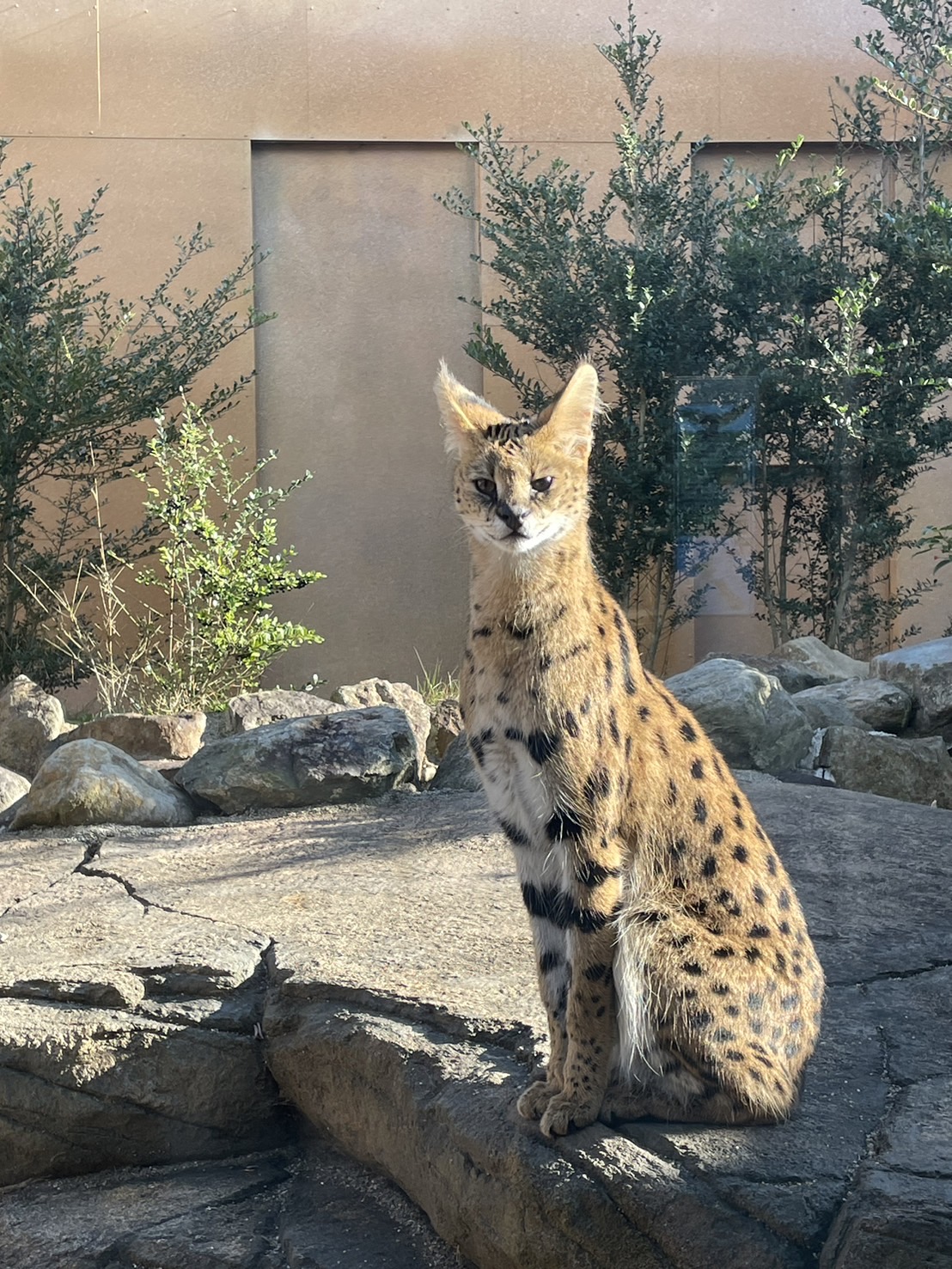 那須どうぶつ王国のサーバルキャット