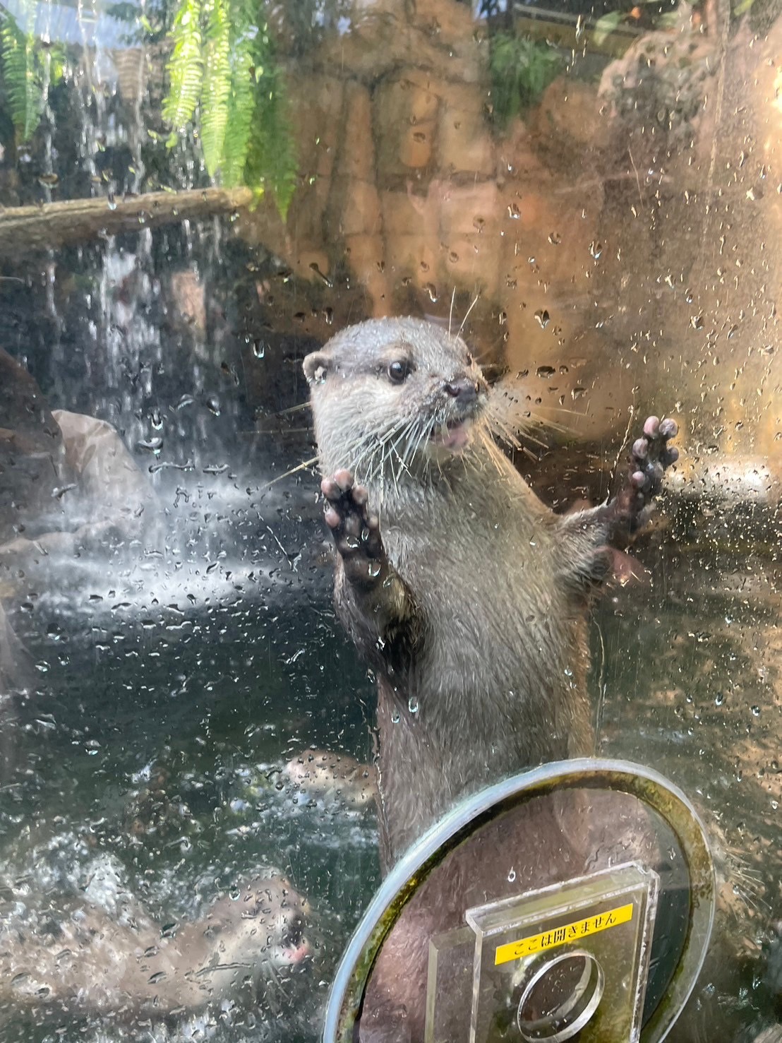 那須どうぶつ王国のカワウソ