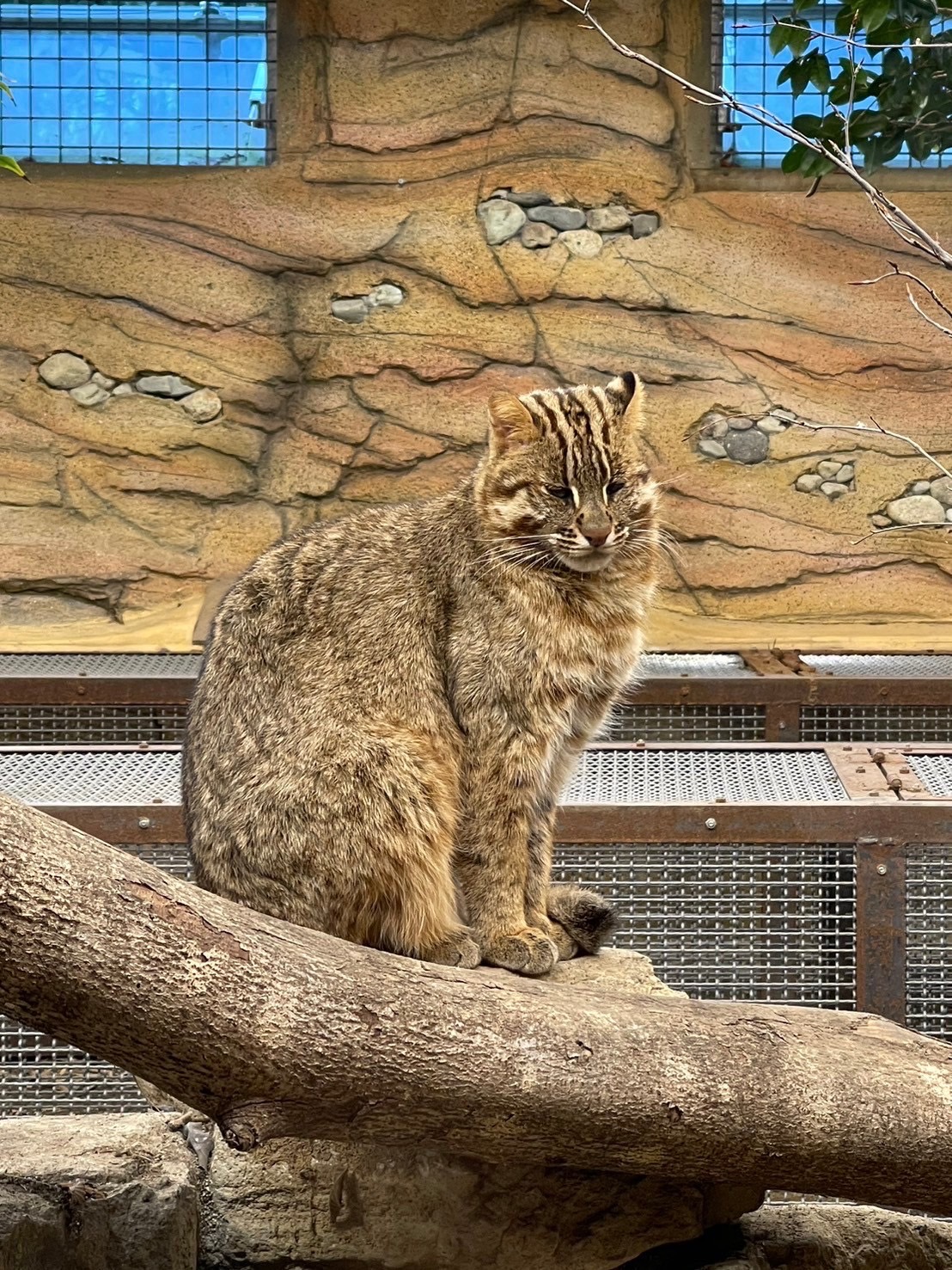 那須どうぶつ王国のアムールヤマネコ