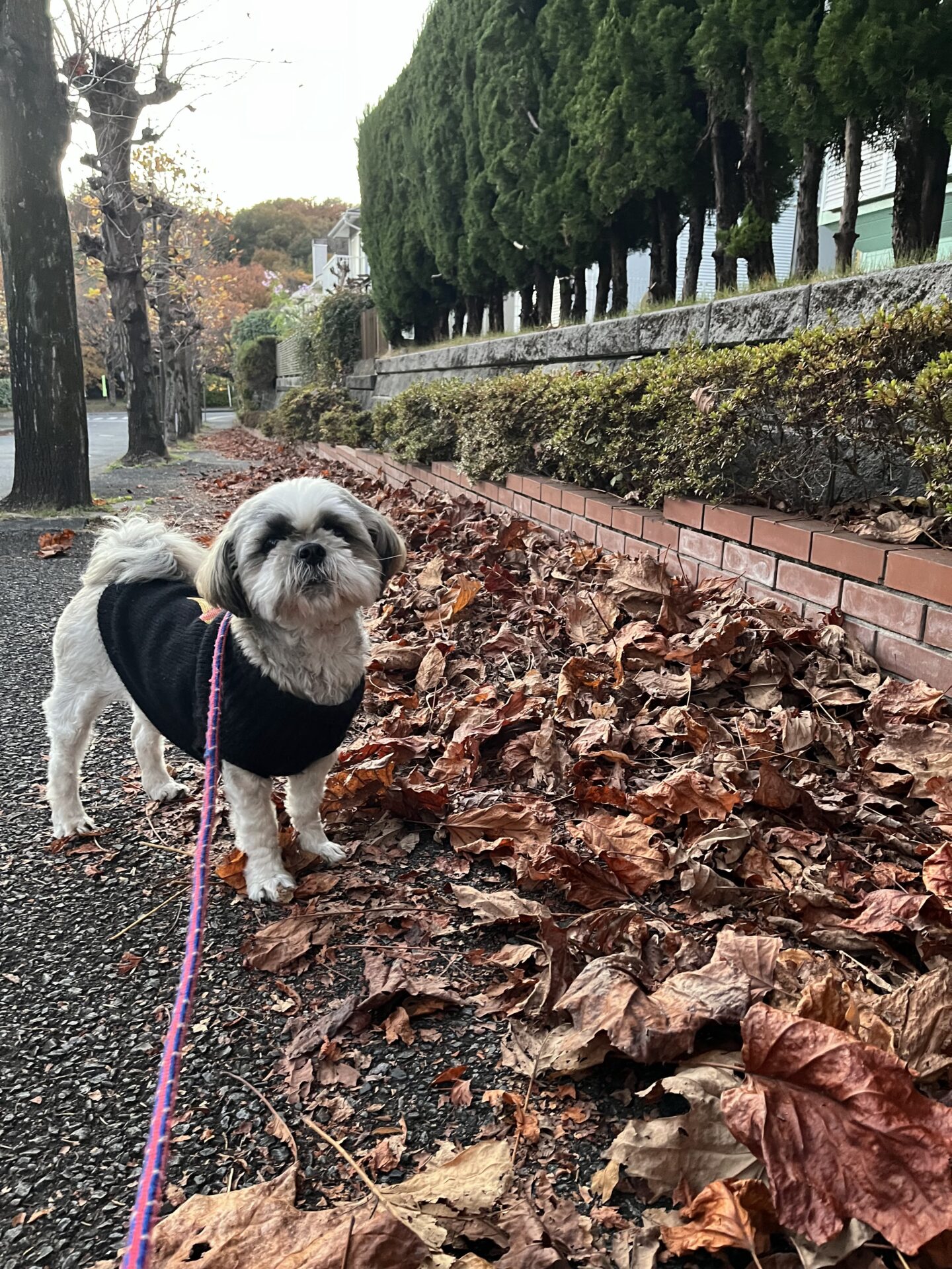 先月に引き続き　12月なんですが．．．